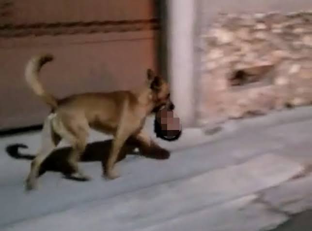 Anjing Berlari Bawa Kepala Manusia Warga Meksiko Terkejut